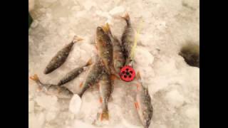 Окунь на балансир, блесну и безмотылку. Что лучше. оз. Кубенское | Winter fishing