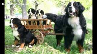 Bernese Dağ Köpeği Hakkında Bilinmesi Gerekenler