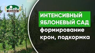 Закладка интенсивного яблоневого сада - формирование кроны, подготовка земли, подкормка деревьев.