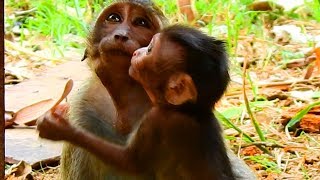 Maci and Jessie they are so sweet / Monkey Post