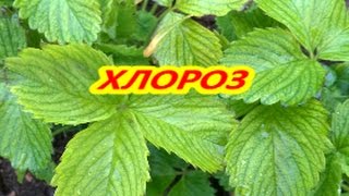 ХЛОРОЗ НА КЛУБНИКЕ / Органическое земледелие