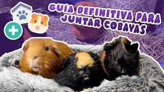 ? PRESENTAR Y JUNTAR COBAYAS ? 10 consejos para evitar conflictos y facilitar la integración