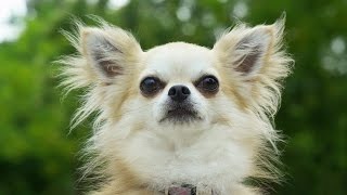 The secret smelly world of dogs | Pets - Wild at Heart: Episode 2 preview | BBC One