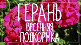 Подкормка герани весной. Первая подкормка пеларгонии