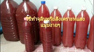 ทำจุรินทรีย์สังเคราะห์แสง สายฮาร์ดคอร์ | มนตรี นักระนาด