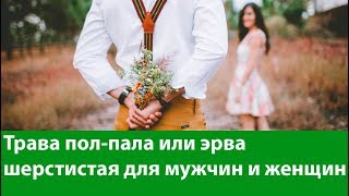 Трава пол-пала или эрва шерстистая для лечения простатита и цистита. Лечебные и полезные свойства