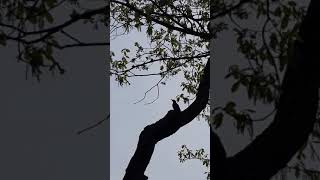 청딱따구리 소리