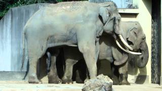 神戸市立王子動物園・アジアゾウ、ムスト前のマック。