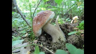 Прогулка за белыми грибами или просто грибной экскурс возле дачи.