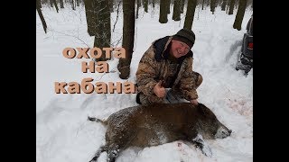 ОХОТА НА КАБАНА.  ЗАКРЫТИЕ НА КОПЫТНОГО ЗВЕРЯ...