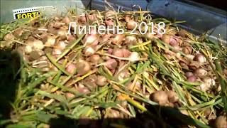 Механізоване збирання однозубки часнику