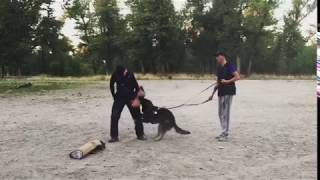 Даина из Песчанки. Защита. IPO. Дрессировка собак в Запорожье. Площадка GoDog