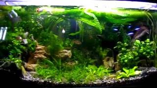 Aquarium. Утреннее кормление.