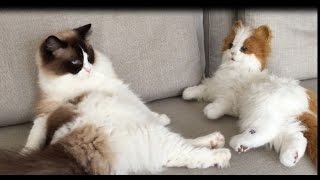 Timo The Ragdoll Cat Meets Fur Real Kitten