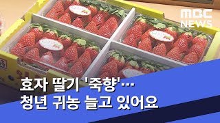 효자 딸기 '죽향'…청년 귀농 늘고 있어요 (2020.01.11/뉴스투데이/MBC)