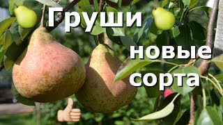 ТОП 5 ВКУСНЕЙШИХ сортов ГРУШ? 2018!!!
