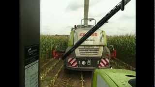 Maishäckseln 2012 - Claas Jaguar 950  LU Rodenbeckenschnieder
