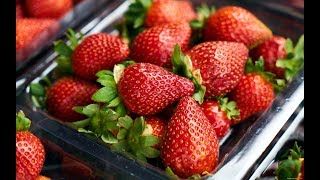 #КЛУБНИКА. ВЫБОР НОВЫХ СОРТОВ  НА 2019 год