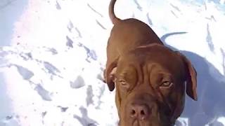 Белоснежная зима собаки в снегу бойни и схватки красивые породы собак  собаки для души и радости