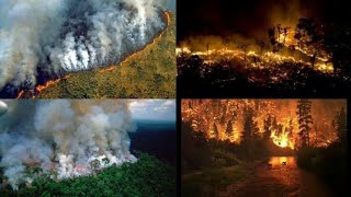 Amazonas en !PELIGRO! - Reflexión sobre la contaminación y los incendios forestales