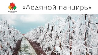 Как защитить сад от заморозков (часть 1): «Ледяной панцирь»