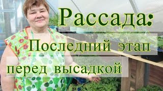 Рассада. Последний этап перед высадкой. 04.05.16 г.