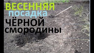 Не учи меня садить чёрную смородину весной