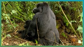 Strange Sex Strategies | Earth Unplugged