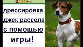 дрессировка щенка джек рассела - игра