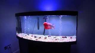 Flowerhorn Fish Room......They Crazyyyyy ;)
