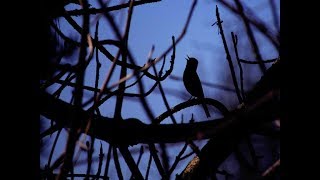 Звуки Природы - Пение птиц  в 4 часа утра