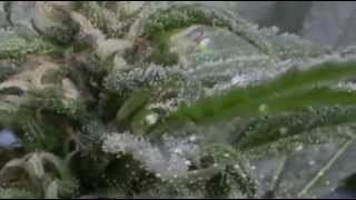 MAKING HASH 5 GALLON BUBBLE BAGS REVIEW