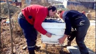 Чистка доньев ульев после зимовки пчел  Cleaning the bottoms of hives after wintering bees
