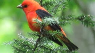 A Fun Spring Hike at Swatara State Park