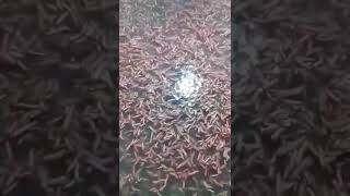 Rươi vào mùa - Con rươi Tứ kỳ Hải   Dương - Đông  như đại hội