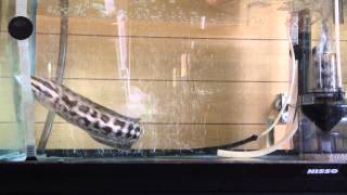 カムルチーの金魚捕食　－ Northern snakehead attacks a gold fish