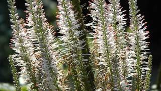Veronicastrum virginicum 'Pink Glow'
