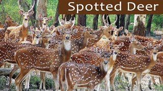 Beautiful Herd of Spotted Deer - Bandipur National Park