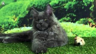 Видео котенка мейн-кун, голубой солид, Mousse Grey Claw`s в 3 месяца http://coonplanet.ru/