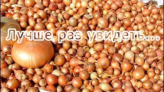 Обычный способ посадки ЛУКА СЕВКА НА ГОЛОВКУ