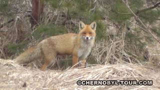 Wild FOX in the radioactive Chernobyl Zone / Лиса в Чернобыльской зоне