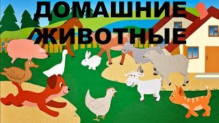 Домашние животные. Как говорят домашние животные? живые звуки животных