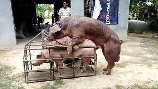 Amazing Man Breeding Power Pigs In Cambodia (Part 01)