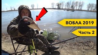 Вобла 2019. Рыбалка на нижней Волге. Фидер. Шашлык. Часть 2