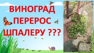 ВИНОГРАД В ПОДМОСКОВЬЕ В КОНЦЕ ИЮЛЯ. Как выращивать виноград в средней полосе. Северный виноград.