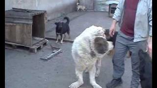 Собаки-инвалиды приюта ПИФ, Донецк