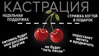 Кастрация Часто задаваемые вопросы