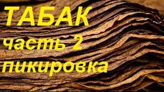 Как вырастить табак курительный в Сибири