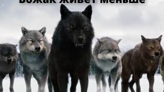 Самые большие и сильные волки ..Это канадские волки..