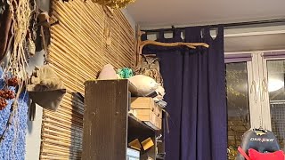 Yoll's стрим с Совой и Котиками